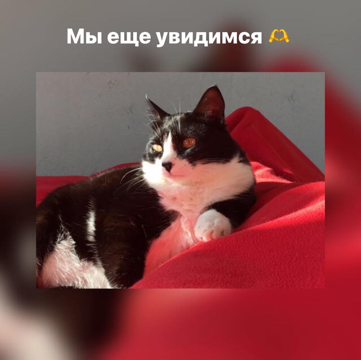 Клинический кейс имплантации